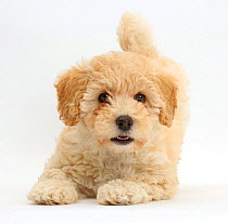 Poochon puppy, Bichon Frise cross Poodle, age 6 weeks.
