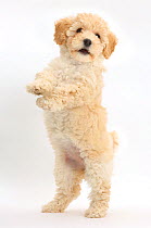 Poochon puppy, Bichon Frise cross Poodle, age 6 weeks standing on hind legs.