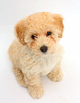 Poochon puppy, Bichon Frise cross Poodle, age 6 weeks.