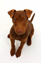 Patterdale terrier dog puppy, Korka, age 4 months.