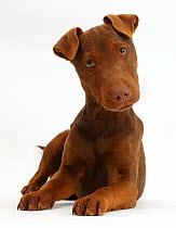 Patterdale terrier dog puppy, Korka, age 4 months.