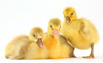 Three domestic goose, Embden x Greylag, goslings.