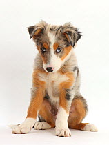 Tricolour merle Collie puppy, Indie, age 10 weeks.