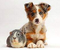 Tricolour merle Collie puppy, Indie, age 10 weeks, with silver-and-white Guinea pig.