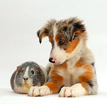 Tricolour merle Collie puppy, Indie, age 10 weeks, with silver-and-white Guinea pig.
