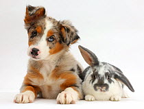 Tricolour merle Collie puppy, Indie, age 10 weeks, with blue-and-white rabbit.