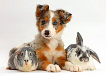 Tricolour merle Collie puppy, Indie, age 10 weeks, with Guinea pig and Rabbit.