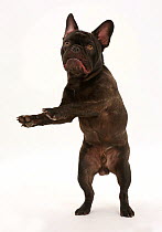 French Bulldog, Bentley, standing on hind legs.