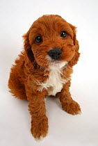 Cavapoo puppy, Cavalier King Charles Spaniel x Poodle, age 6 weeks, sitting and looking up.