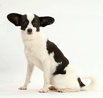 Papillon x Jack Russell Terrier dog, age 20 months, sitting with ears to side.