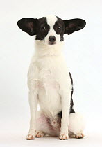 Papillon x Jack Russell Terrier dog sitting with ears to the side, age 20 months.