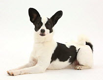 Papillon x Jack Russell Terrier dog, age 20 months.