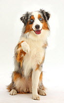 Merle and sable Miniature American Shepherd with raised paw.