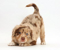 Miniature American shepherd puppy in play-bow.