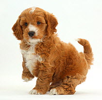 Cockapoo, Cocker spaniel cross Poodle puppy with paw raised.
