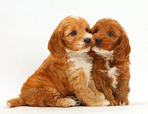 Two Cockapoo puppies, Cocker spaniel cross Poodle.