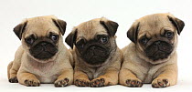Three Pug puppies in a row.