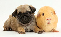 Pug puppy with yellow Guinea pig.