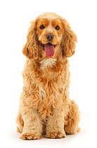 Golden Cocker spaniel dog, Henry, age 3 years, sitting and panting.