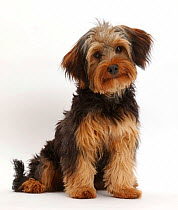 Yorkipoo dog, Yorkshire terrier cross Poodle, Oscar, age 6 months.