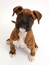 Brindle Boxer puppy sitting looking up.