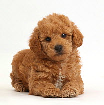 Toy goldendoodle (F1b) golden retriever cross toy Poodle puppy.