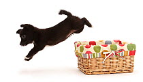 Chihuahua cross Jack Russell puppy leaping out of basket.