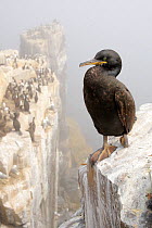 Great cormorant (Phalacrocorax carbo) perched on cliff face, Farne Islands, Northumberland. England, UK, June.