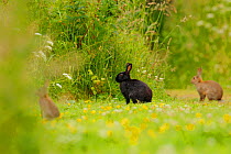 Melanistic rabbit (Oryctolagus cuniculus) with normal European rabbits in grassland, Edinburgh, Scotland, UK, July.
