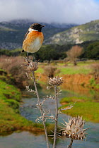 European stonechat (Saxicola rubicola) male perched with mountainous habitat behind, Sierra de Grazalema Natural Park, southern Spain, February.