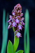 Giant orchid (Himantoglossum robertianum) in the  Sierra de Grazalema Natural Park, Benaocaz, southern Spain. February.