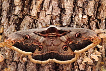 Giant peacock moth (Saturnia pyri)  Sierra de Grazalema Natural Park, Ubrique, southern Spain, April.
