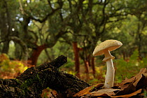 False death cap mushroom (Amanita citrina) Los Alcornocales Natural Park, Cortes de la Frontera, Malaga, Spain