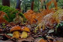 Penny bun / Cep mushroom (Boletus edulis) Los Alcornocales Natural park, Cortes de la Frontera, southern Spain, November.