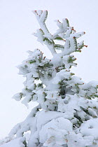 Spanish fir (Abies pinsapo) in snow, Sierra de Grazalema Natural Park, southern Spain, November.