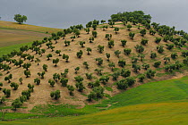 Olive (Olea europaea) grove on hill, Sierra de Grazalema Natural Park, Alcala de la Sierra, southern Spain, April  2008.