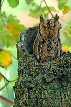 Scops owl (Otus scops) in tree stump, Sierra de Grazalema Natural Park, southern Spain, June.