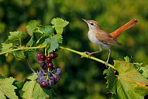 Rufous-tailed scrub robin (Cercotrichas galactotes) perched on grape vine, Sevilla, Spain, August.