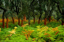 Cork tree forest (Quercus suber) Los Alcornocales Natural Park, Cortes de la Frontera, southern Spain, September.