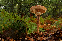 Parasol mushroom (Macrolepiota procera) Los Alcornocales Natural park, Cortes de la Frontera, southern Spain, October.
