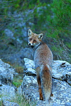 Red fox (Vulpes vulpes) Cazorla, Segura y Las Villas Natural Park, Jaen, Spain, November.