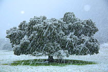 Holm oak tree (Quercus ilex) in snowfall, Sierra de Grazalema Natural Park, southern Spain, January.