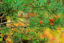 Goldcrest (Regulus regulus) in pine tree, Ordesa y Monte Perdido National Park, Huesca, Spain, October.