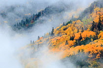 Autumnal woodland in mist, Ordesa y Monte Perdido National Park, Huesca, Spain, October.