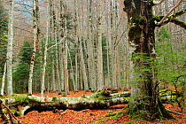 Autumnal woodland in Ordesa y Monte Perdido National Park, Huesca, Spain, October.