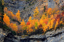 Autumnal trees growing in steep gorge, Ordesa y Monte Perdido National Park, Huesca, Spain, October.