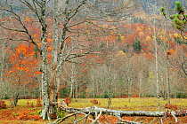 Autumnal woodland in Ordesa y Monte Perdido National Park, Huesca, Spain, October.