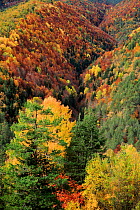 Autumnal forest landscape in Ordesa y Monte Perdido National Park, Huesca, Spain