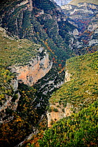 River gorge with forested mountainside, Ordesa y Monte Perdido National Park, Huesca, Spain, October.