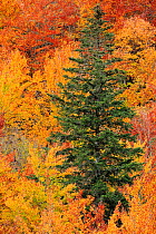 Conifer amongst deciduous autumnal forest, Ordesa y Monte Perdido National Park, Huesca, Spain, October.